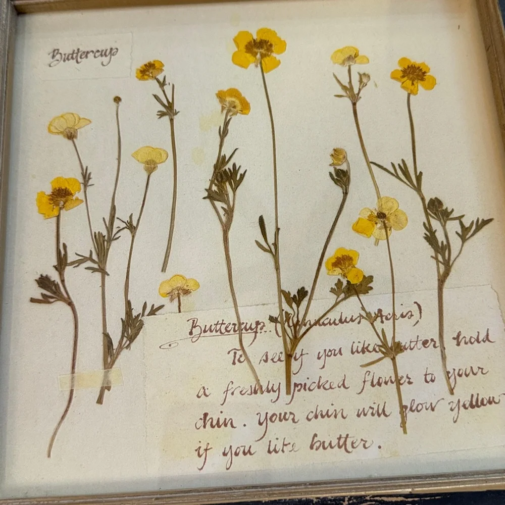 Buttercup Picture and Frame